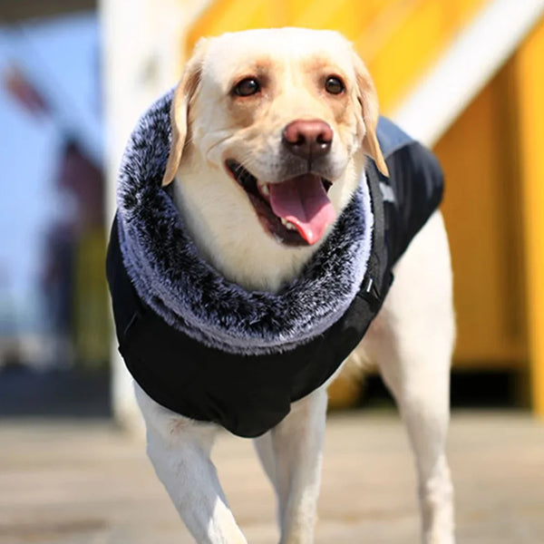 Insulated Fur Collar Dog Jacket