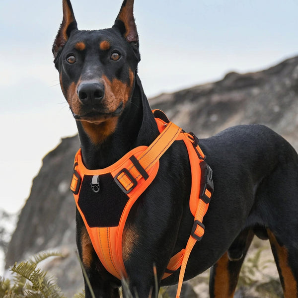 Adjustable Reflective No Pull Harness