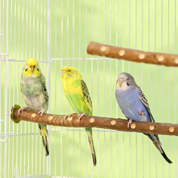 Natural Wood Parakeet Branch Perch