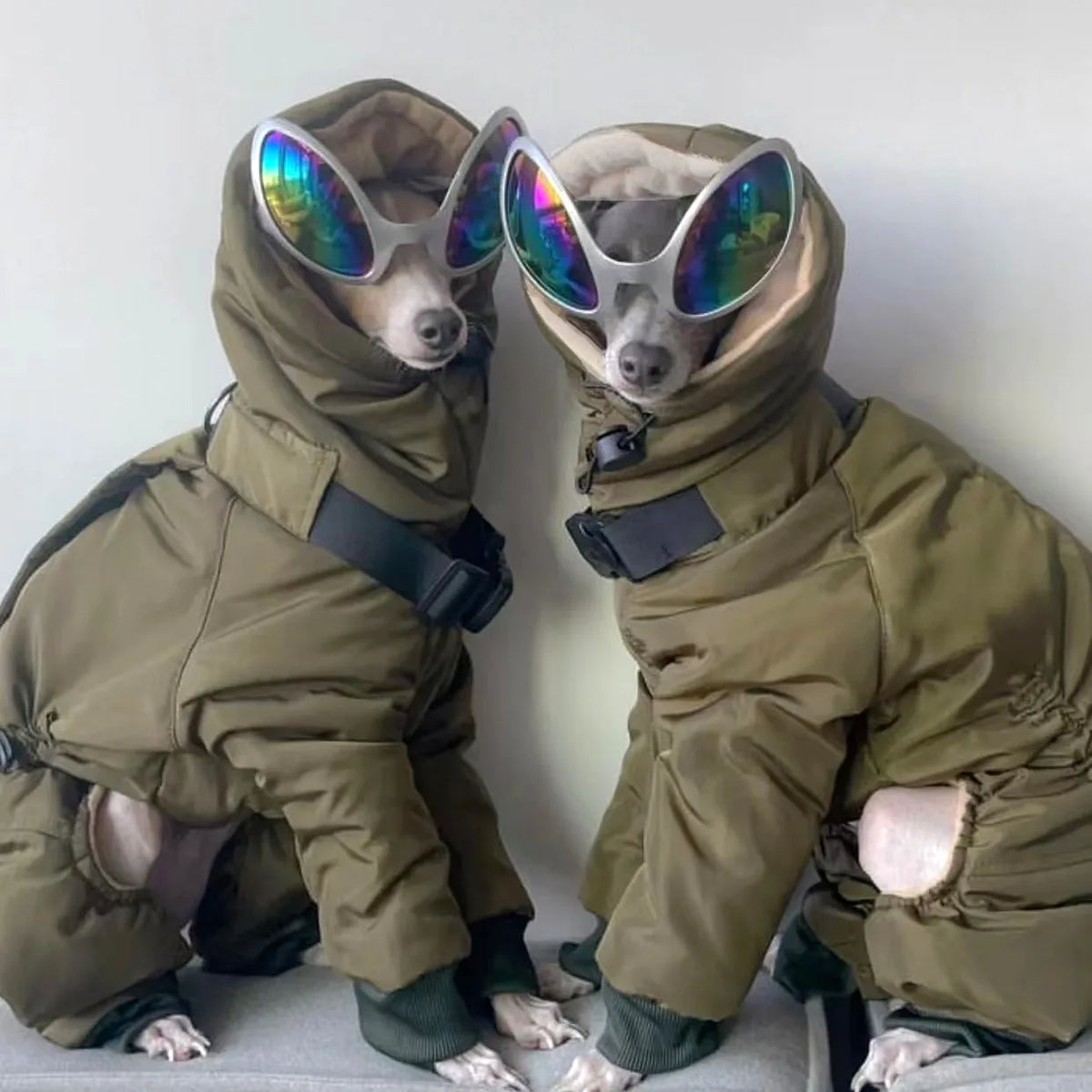 Thickened Cotton Greyhound Winter Jacket